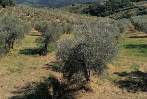 Tour particular de 3 horas no Vintage FIAT 500 Chianti Classico