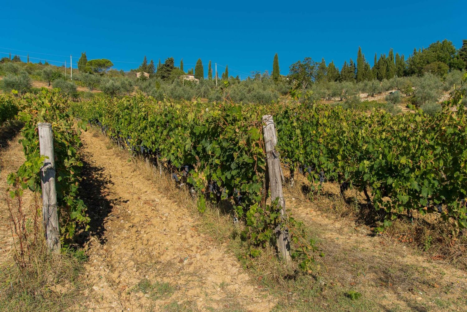 Uma felicidade vinícola em Montalcino, Montepulciano, Val D'Orcia
