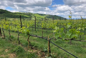 Antinori Winery & Brolio's Castle: Private Tour