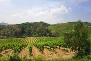 Best of Chianti Wine Tour with Siena, San Gimignano & Lunch