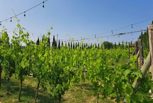 Toscanan parhaat palat Koe Pisa, Siena, San Gimignano ja viini