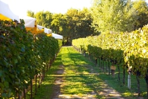 Best of Tuscany: San Gimignano, Siena, Pisa Small Group