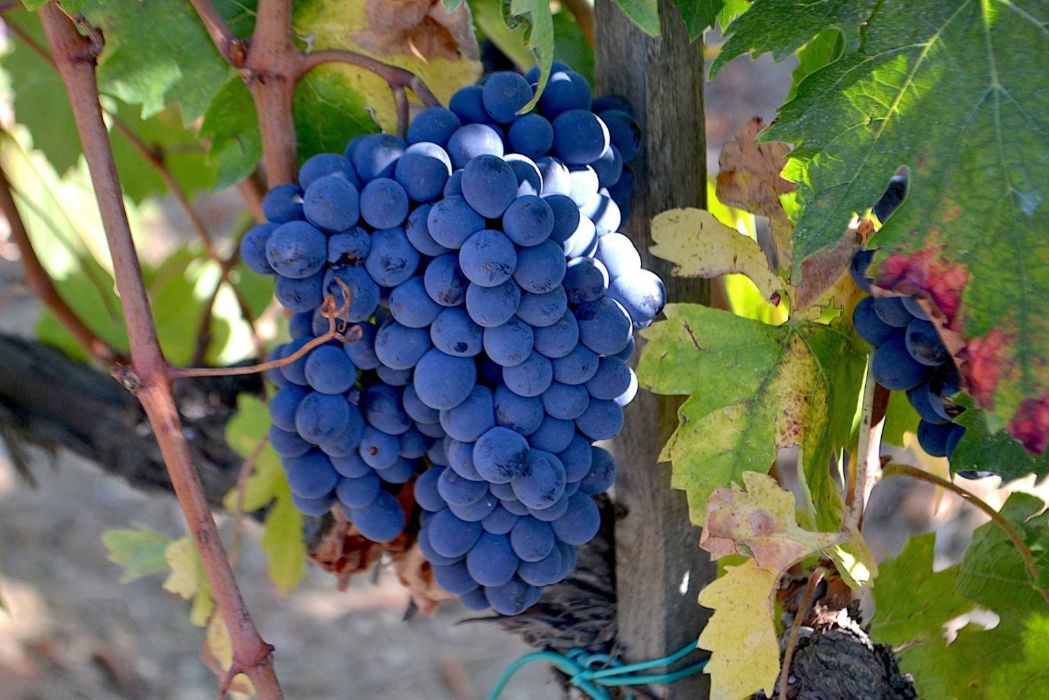 Brunello Montalcino - całodniowa wycieczka winiarska z Florencji