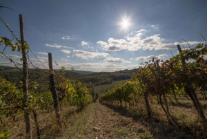 From Florence: Chianti Wine Tasting at Sunset Day Trip