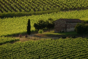 From Florence: Chianti Wine Tasting at Sunset Day Trip