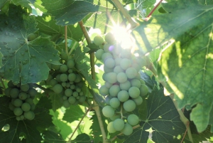 From Florence: Chianti Wine Tour with Tastings