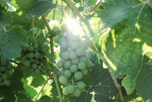 From Florence: Chianti Wine Tour with Tastings
