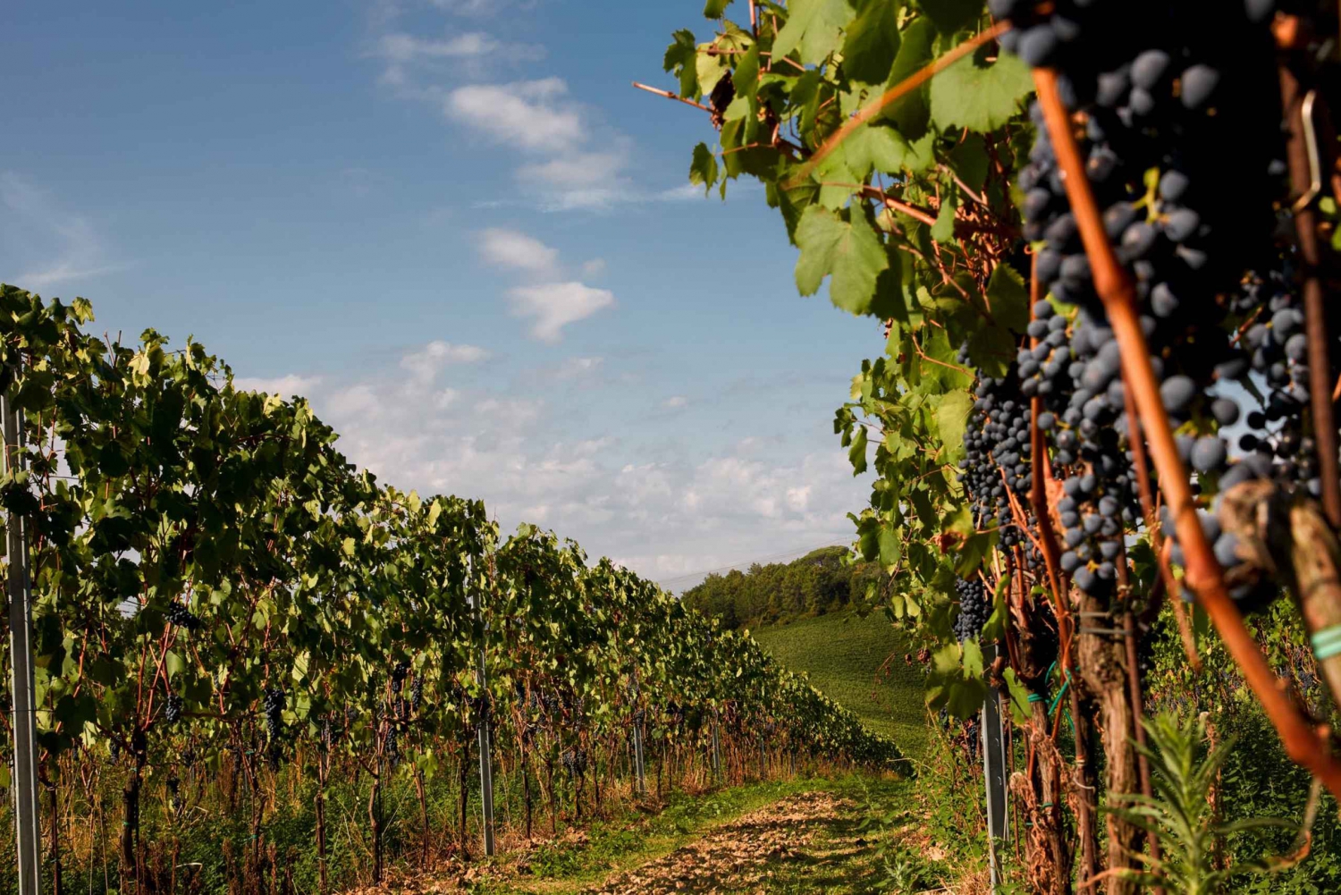 Chianti Colli Fiorentini Winery Tour 18 km od Florencji