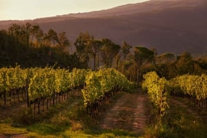 Tur til vingården Chianti Colli Fiorentini 18 km fra Firenze