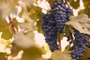 Chianti Colli Fiorentini vingårdstur 18 km från Florens