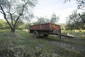 Chianti Bio-Weinverkostung