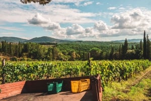 Chianti Bio-Weinverkostung