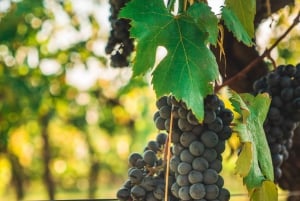 Chianti Bio-Weinverkostung