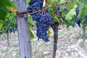 Chianti Rufina: Tour de vinhos em castelo e villa histórica