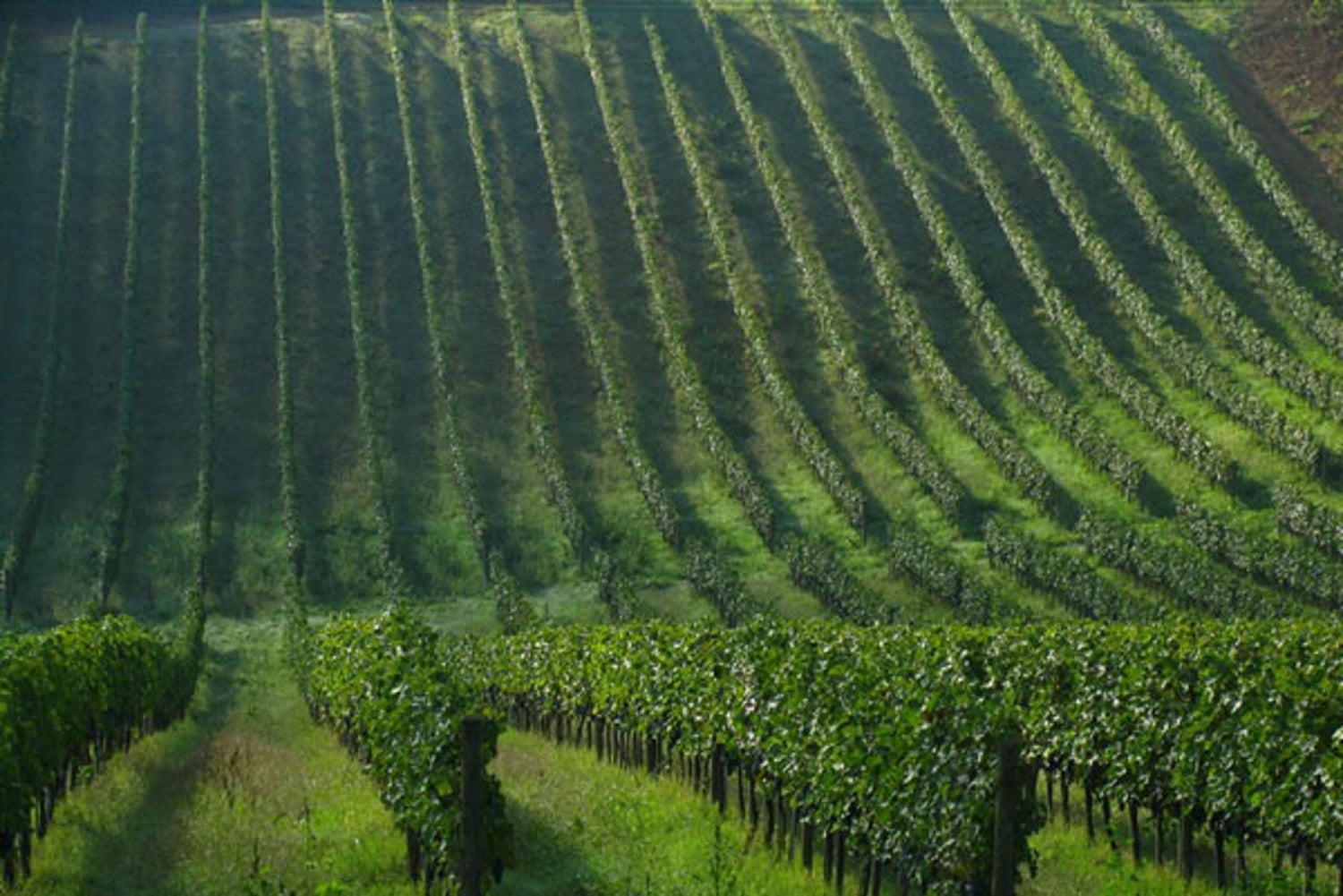 Tour de día completo por el vino y las colinas de Chianti en furgoneta de lujo