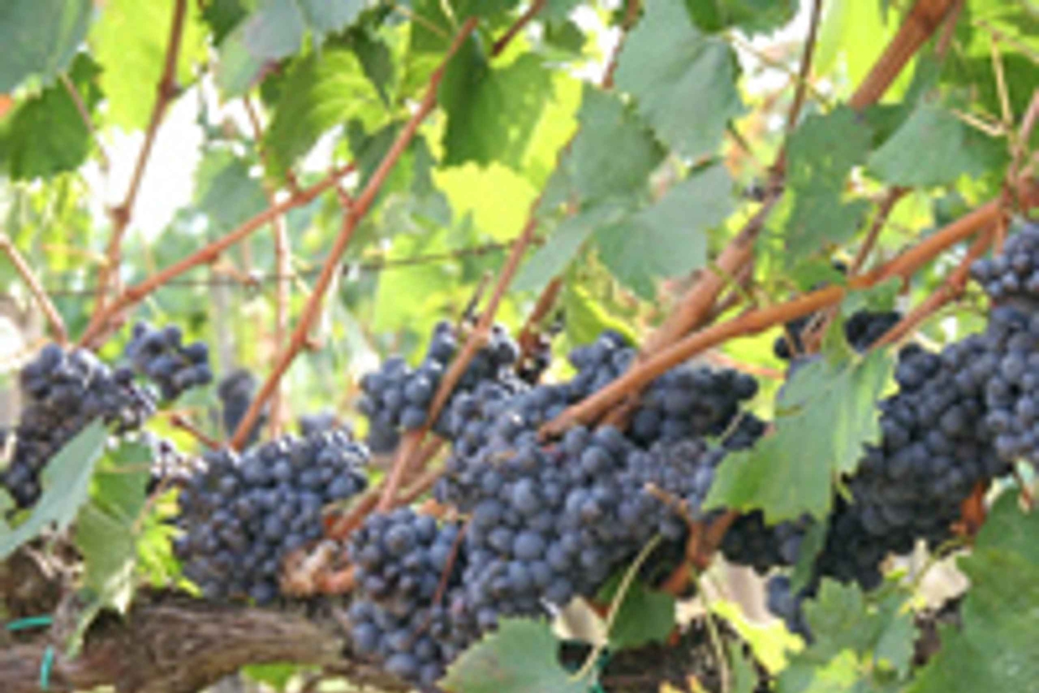 Tour de día completo por el vino y las colinas de Chianti en furgoneta de lujo