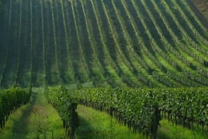 Chianti Wine and Hill Towns Full-Day Tour with Deluxe Van