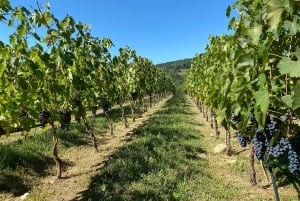 Visita privada às adegas do Chianti e ao Castelo de Brolio