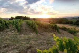 Visita privada às adegas do Chianti e ao Castelo de Brolio