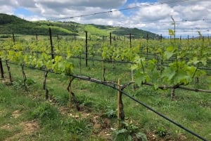 Visita privada às adegas do Chianti e ao Castelo de Brolio