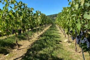 Visita privada às adegas do Chianti e ao Castelo de Brolio