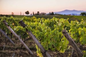 Visita privada às adegas do Chianti e ao Castelo de Brolio