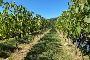 Tour privato delle cantine del Chianti e del Castello di Brolio