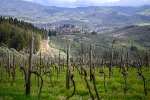 Chianti Winery Tour with Wine & Food Tasting near Florence