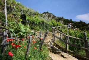 Cinque Terre: Private Day Trip from Florence with Lunch