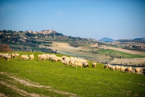 Colle Val d'Elsa and Volterra Full-Day Tour