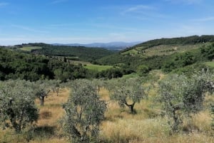 Tour in e-bike di 2,5 ore sulle colline di Firenze con degustazione di olio d'oliva