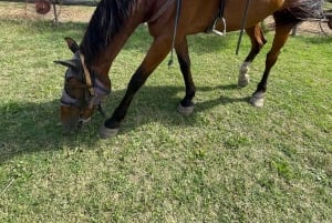 Exclusive Horseback Riding & Wine Tasting from Florence