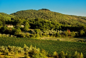 Fiesole E-cykeltur med olivenolie-smagning eller pool & chill