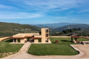 From Florence: Olive Oil Mill Tour and Tasting in Fiesole