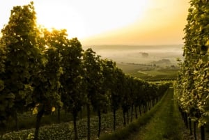 Florence: Bolgheri Small Group Tour with Wine Tasting