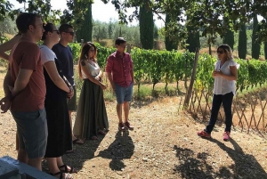 Florence: Bolgheri Small Group Tour with Wine Tasting