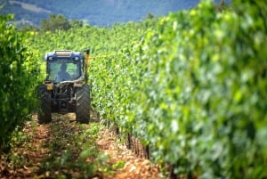 Florence: voyage de dégustation privé dans la région viticole du Chianti Classico