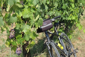 Florens: Cykeltur i Chianti-bergen med lunch på bondgård och vin