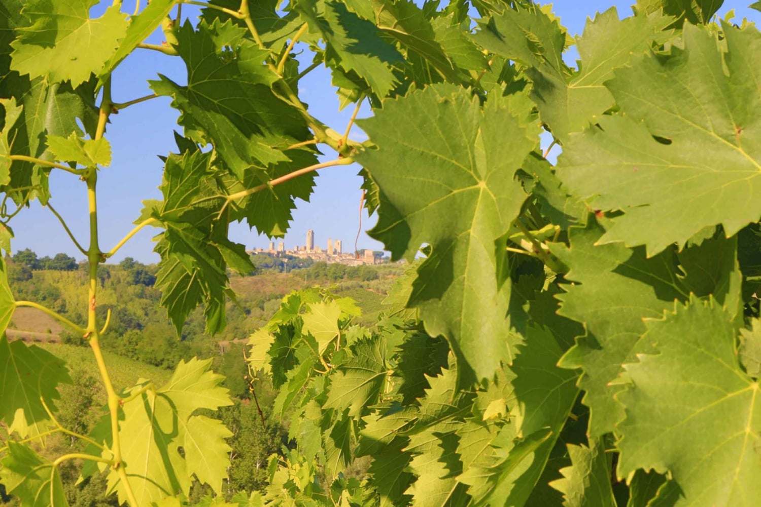 Firenze: Gimignano ja viinitilakierros.