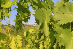 Firenze: Gimignano ja viinitilakierros.