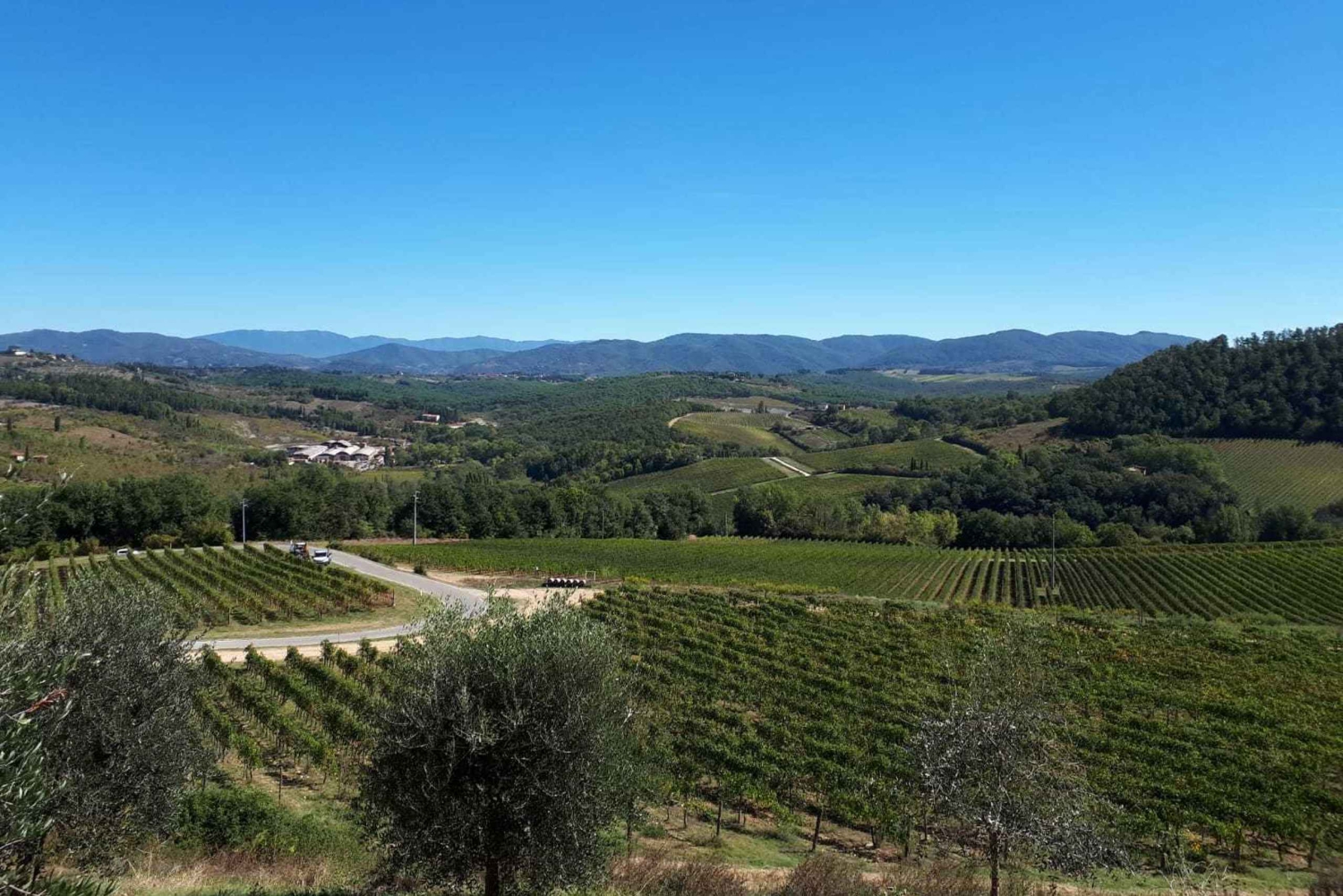 Florencia: tour de vino Chianti con 3 bodegas y almuerzo toscano