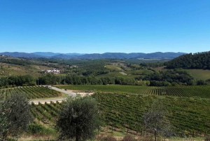 Florencia: tour de vino Chianti con 3 bodegas y almuerzo toscano