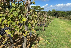 Florencia: tour de vino Chianti con 3 bodegas y almuerzo toscano