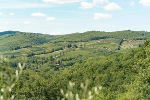 Florence : visite des vignobles du Chianti avec dégustation
