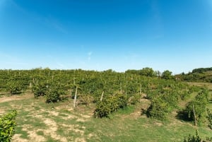 Florença: Vinícolas Chianti c/ Degustação de Vinho e Iguarias