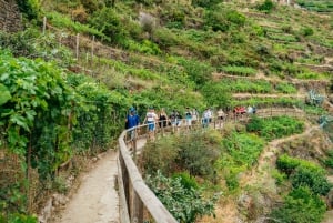 Florence : Excursion d'une journée aux Cinque Terre avec randonnée facultative