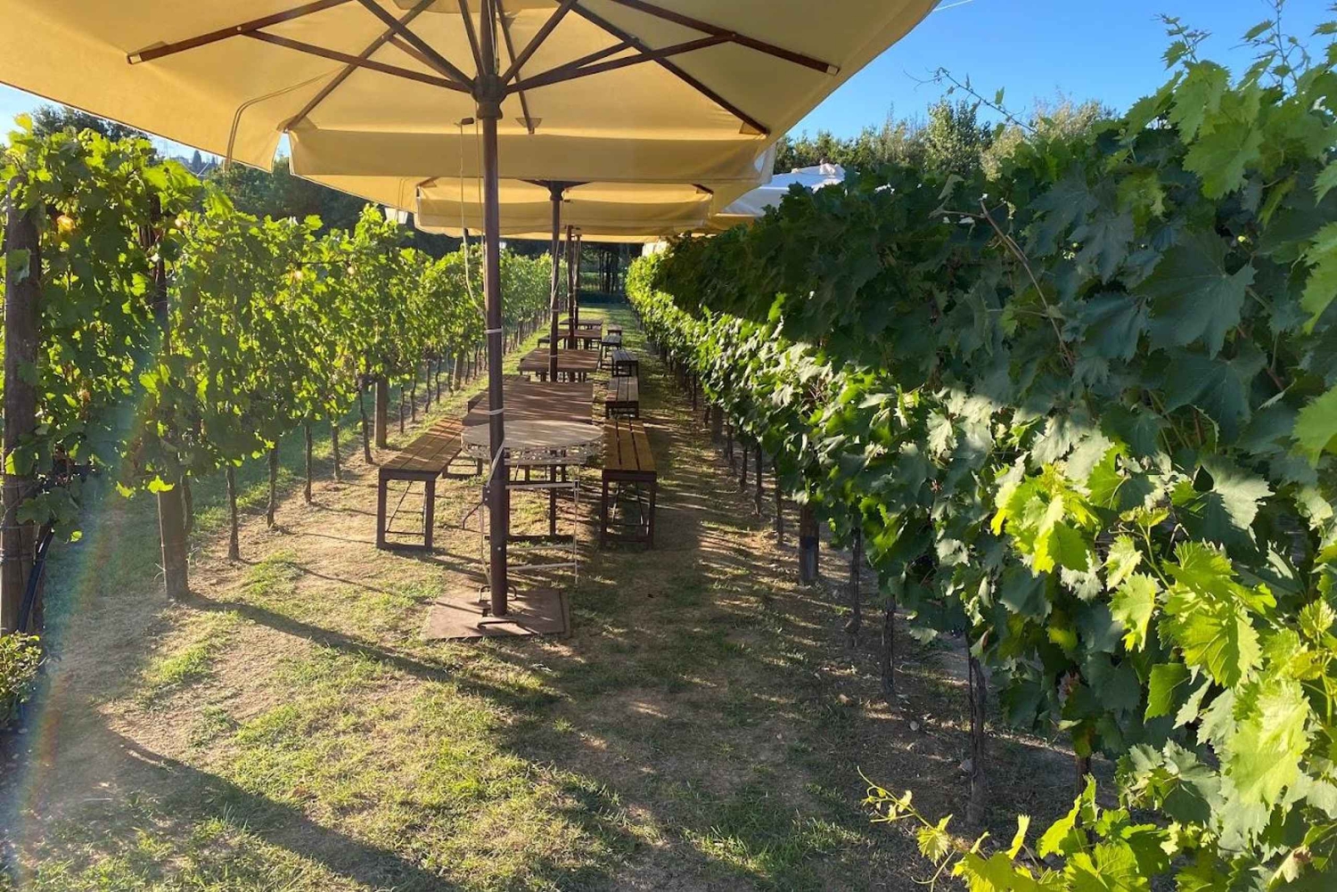 Florença: Aula de culinária e degustação de vinhos em San Gimignano