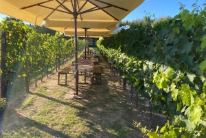 Florence : cours de cuisine et dégustation de vins à San Gimignano