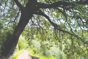 Florence: Country Ebike tour + Wine tasting in organic farm