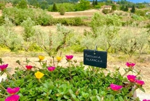 Florença: Visita ao campo com prova de vinhos e aula de massas
